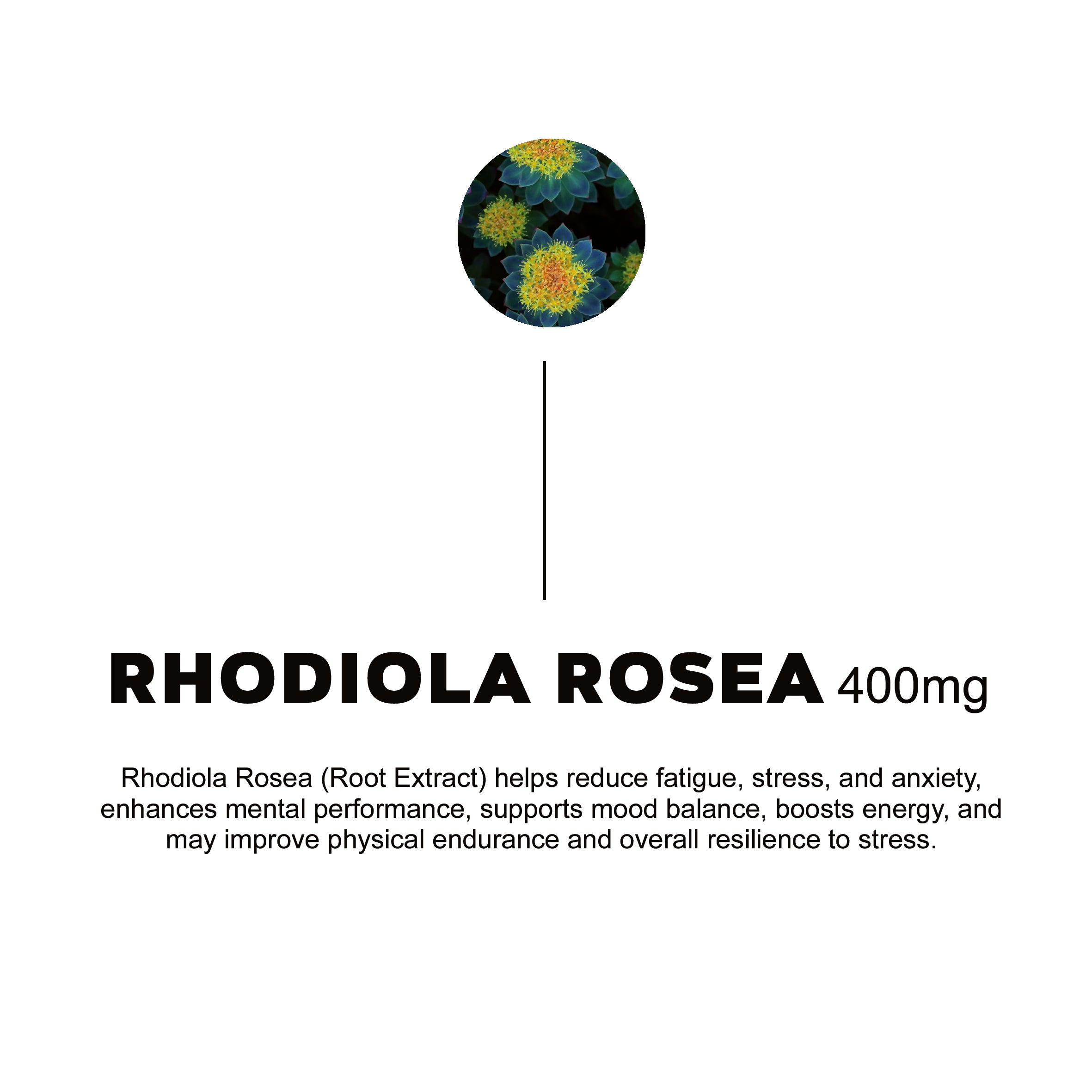NAC, Magnesium, Omega 3, Vit D3 + K2, Rhodiola Rosea - 30 daily packs